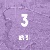 3 誘引