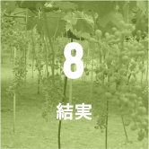 8 結実