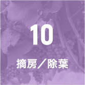 10 摘房／除葉