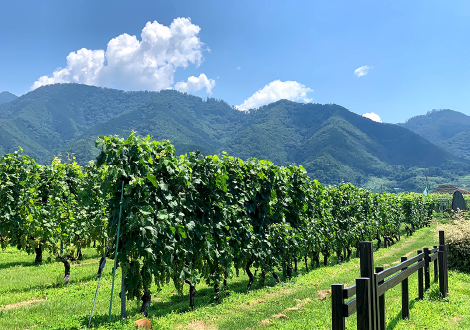 katsunuma wine tour