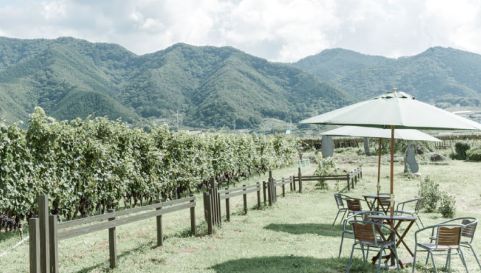 Wine Gallery Garden